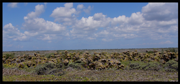 Most of Cozumel is covered in think brush about five to seven feet in height,and easy to become disoriented in. (staff photo)