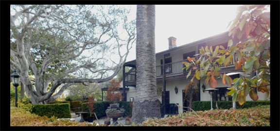 The historic California Oak (left) at the Stokes Adobe. (staff photo)